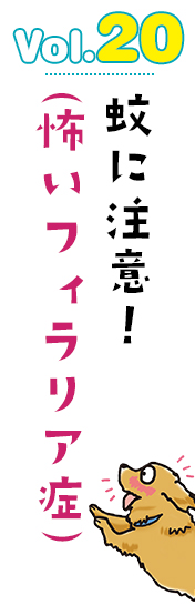 蚊に注意!(怖いフィラリア症)