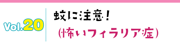 蚊に注意!(怖いフィラリア症)