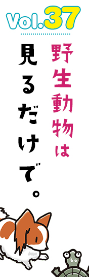 野生動物は見るだけで。