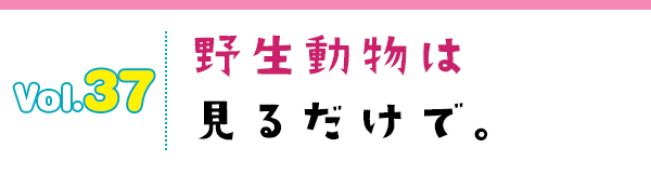 野生動物は見るだけで。