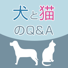 犬と猫のQ&A