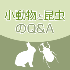 小動物と昆虫のQ&A