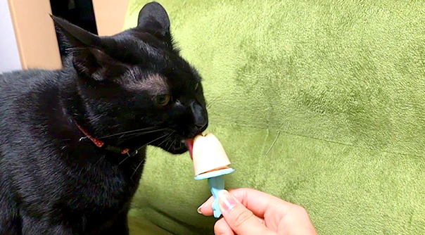 アイス　猫雑貨37点セット 銀盤の猫たち エール 【全5種フルコンプセット】 CATS ON THE