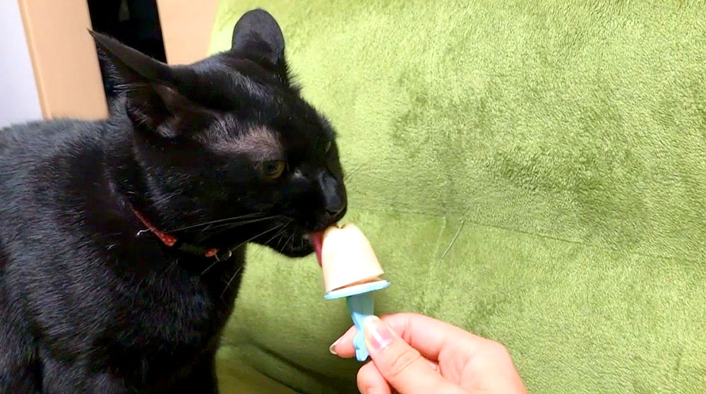 アイス　猫雑貨37点セット Amazon | 製氷皿 製氷器 猫アイスキューブ型 可愛い 3D 猫型