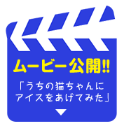 ムービー公開‼「うちの猫ちゃんにアイスをあげてみた」