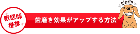 獣医師推奨 歯磨き効果がアップする方法