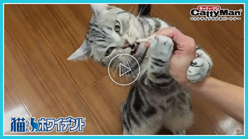 猫ちゃんホワイデント編