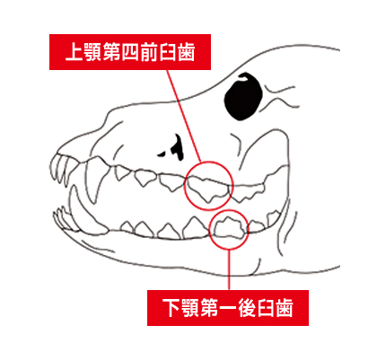 上あごの大四前臼歯、下あごの第一後臼歯は汚れが最も溜まりやすいので念入りなケアが必要